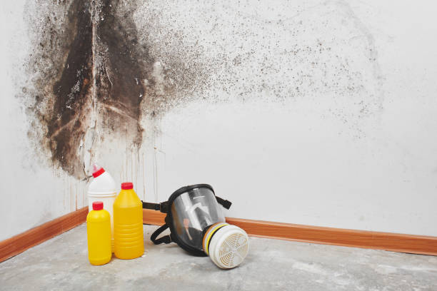 Best Black Mold Remediation in Woodland, WA