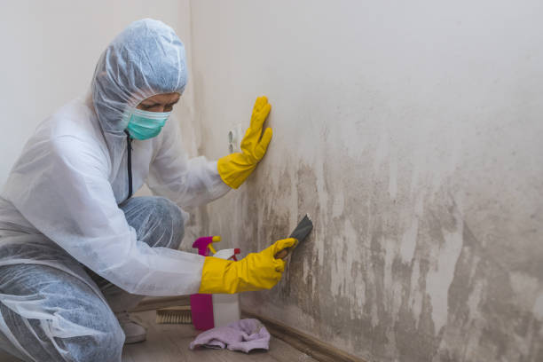 Best Emergency Mold Remediation in Woodland, WA