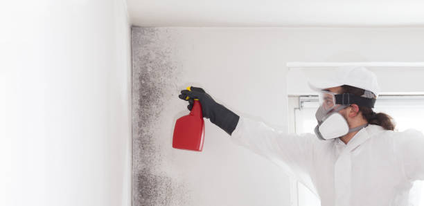 Best Residential Mold Remediation in Woodland, WA