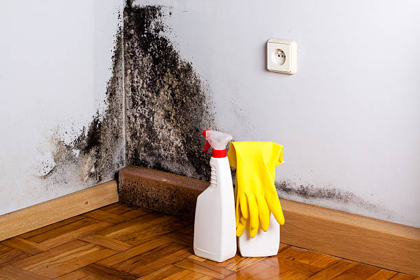 Woodland, WA Mold Remediation Company