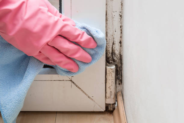 Best Residential Mold Remediation in Woodland, WA