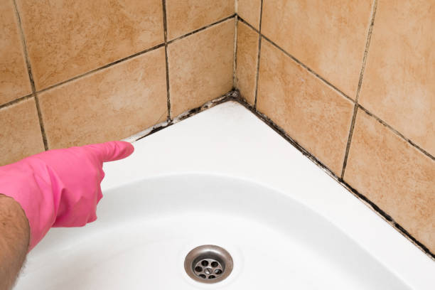 Best Kitchen Mold Remediation in Woodland, WA